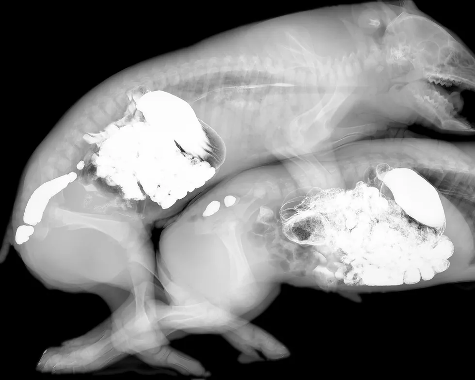 Wim Delvoye's X-Ray Gothic Stained Glass Art