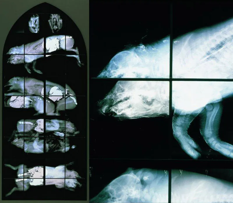 Wim Delvoye's X-Ray Gothic Stained Glass Art